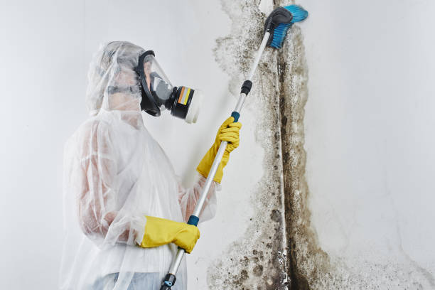 Best HVAC Mold Remediation in Green Knoll, NJ