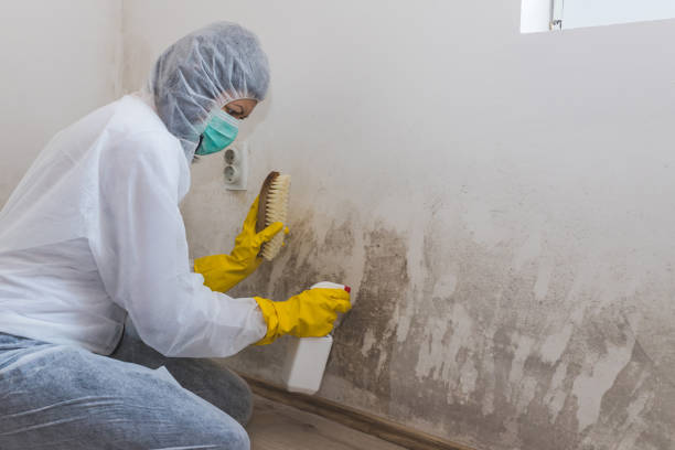 Trusted Green Knoll, NJ Mold Remediation Experts