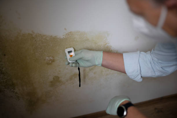 Best Basement Mold Remediation in Green Knoll, NJ