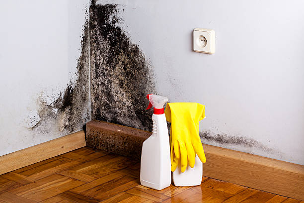 Best Commercial Mold Remediation in Green Knoll, NJ